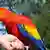 الببغاء على يد صاحبه في حديقة الطيور العالمية في ساكسونيا السفلى (يوليو 2013)