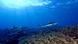Haie im Meeresschutzgebiet Pacific Remote Islands Marine National Monument