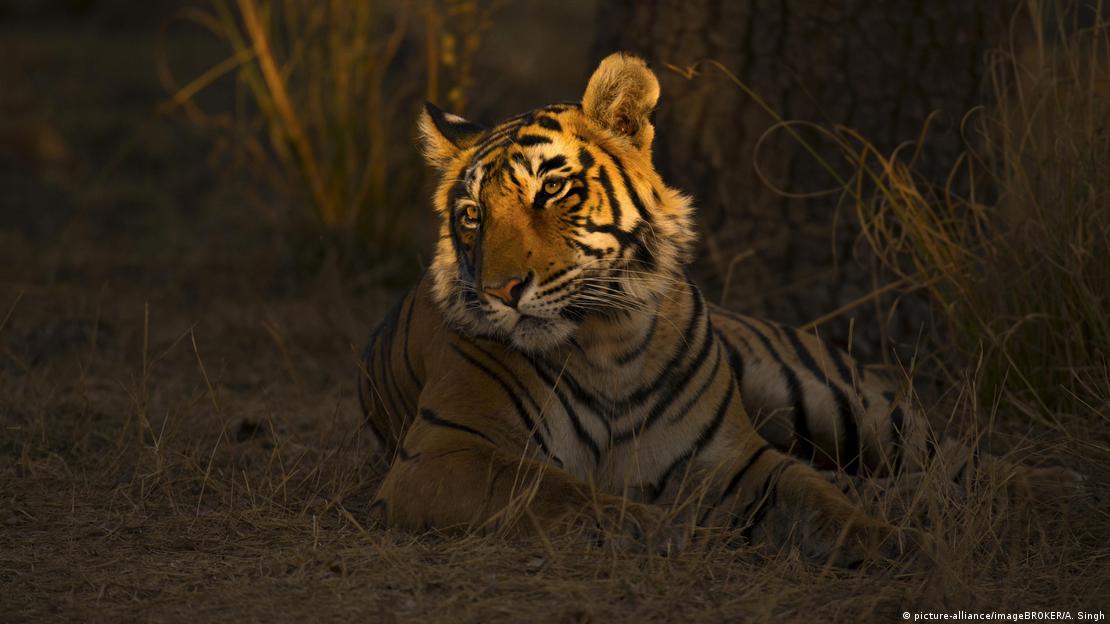 Indien Wilder Bengal-Tiger oder Königstiger
