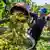 man in a vineyard empties grapes into a large container