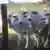 A imagem mostra bovinos atrás de uma cerca em uma fazenda no Brasil.