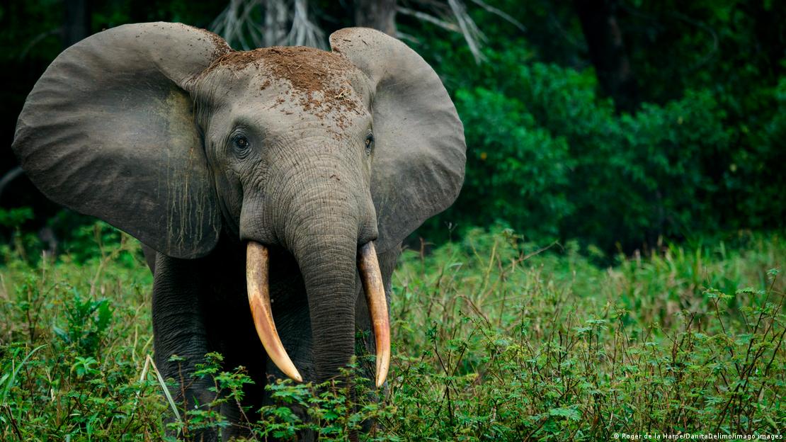 Afrikanischer Waldelefant | Loxodonta cyclotis