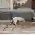 A dog sleeping on an Indian street
