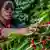 A woman picks ripe cherries of coffee 
