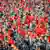 Multidão de uniformes militares agitando bandeiras chinesas