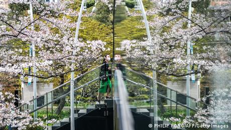 Eine Frau geht zwischen Kirschblüten im Stadtteil Roppongi in Tokio eine Treppe zu einer Glasfassade hinauf