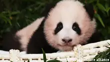 Südkorea Panda-Bär Fubao 