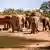 Un estudio ha sugerido que los elefantes salvajes africanos podrían utilizar llamadas distintas para identificarse entre sí. 