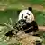 Giant panda Fu Bao eats bamboo at Everland amusement park on Sunday, March 3, 2024
