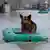 Собака сидит в спастельной лодке в Оренбурге