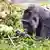 Deutschland Berlin 2024 | Gorilla Fatou feiert 67. Geburtstag im Zoo