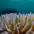 Corais demonstram sinais de branqueamento 